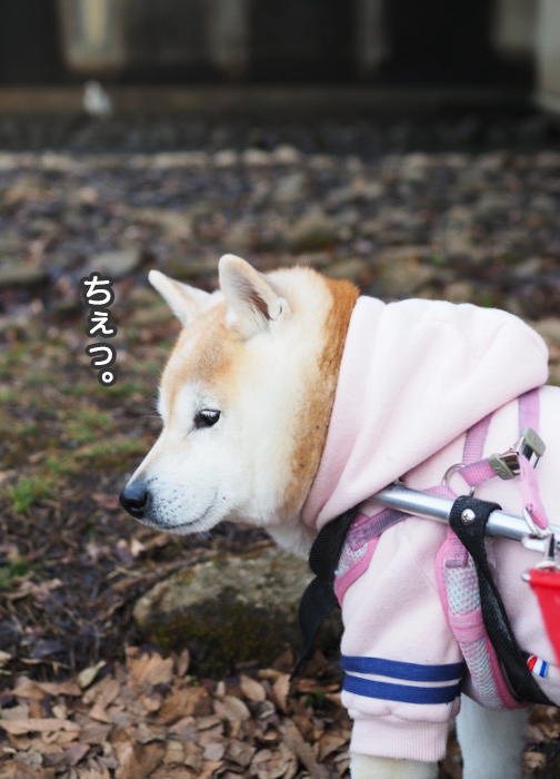 14日夜ブログ６