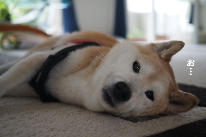 13日夕ブログ２