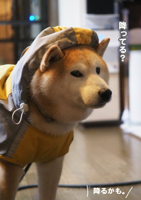21日ブログ３