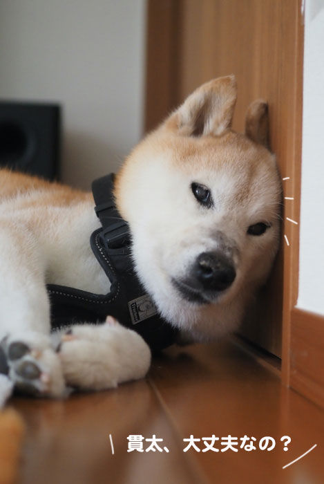 9日夕ブログ３
