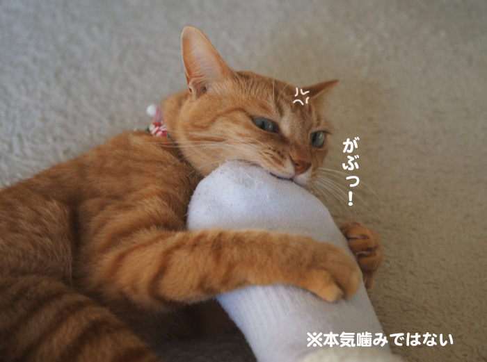 26日ブログ５
