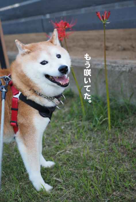 26日夕ブログ２