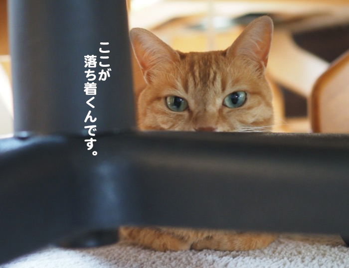 11日夕ブログ５