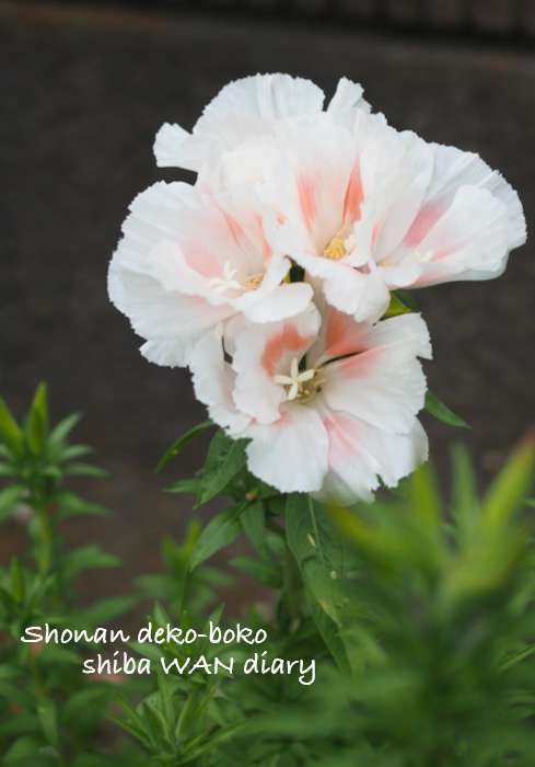 31日夕ブログ1