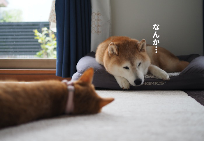 19日夕ブログ３