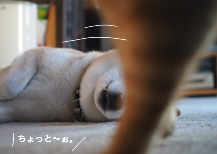 23日夕ブログ９