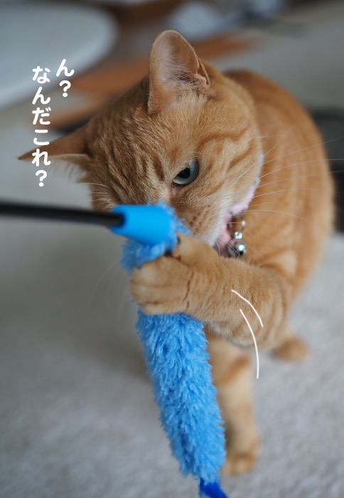 11日夕ブログ４