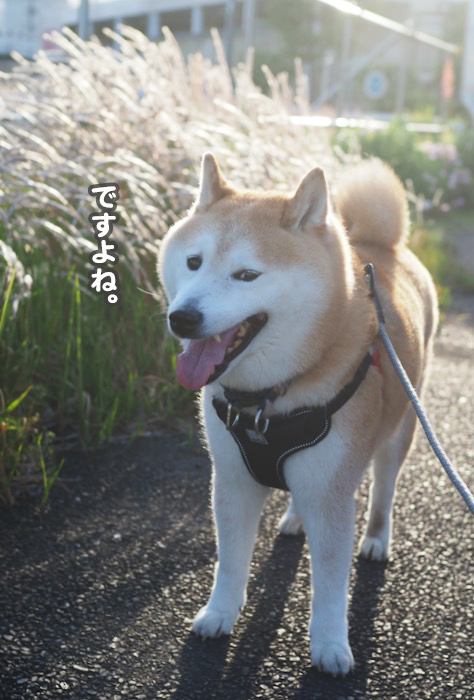17日ブログ3