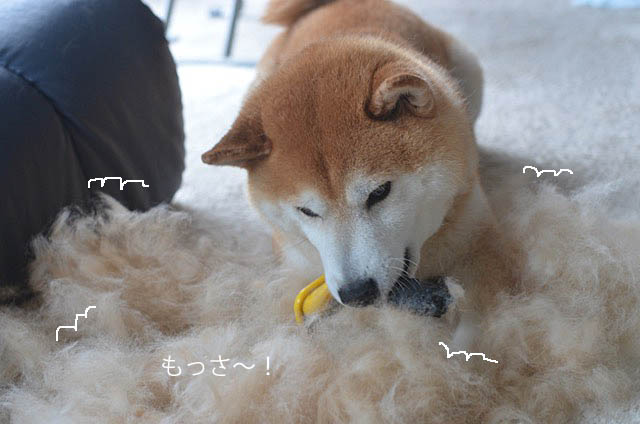 犬生最高の薄毛ちゃん 湘南凸凹柴wan日記 Powered By ライブドアブログ