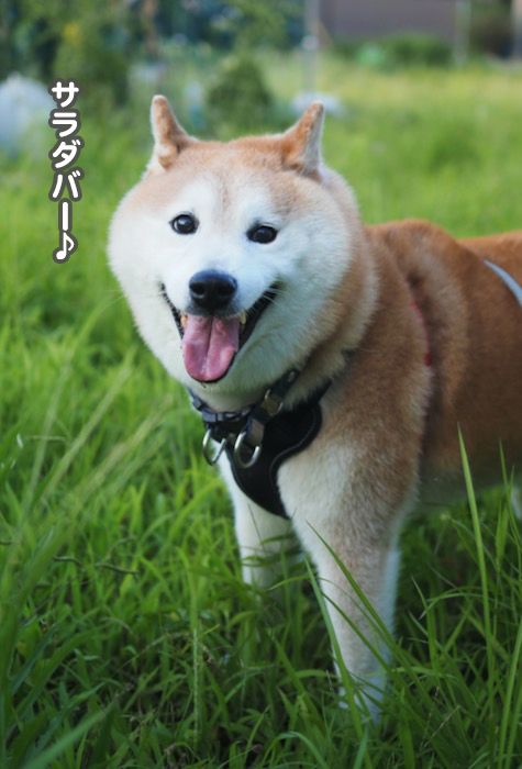 28日夕ブログ５