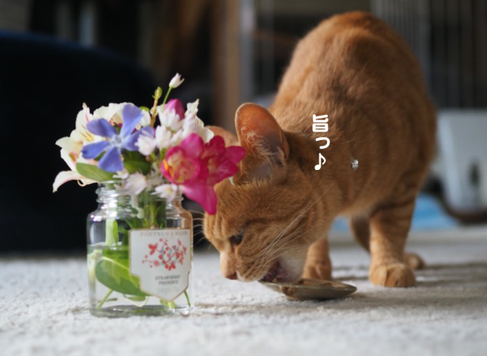 5日夕ブログ4