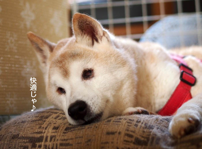 18日夕ブログ４