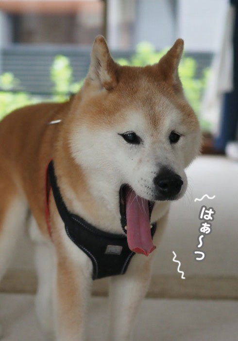 18日夕ブログ４