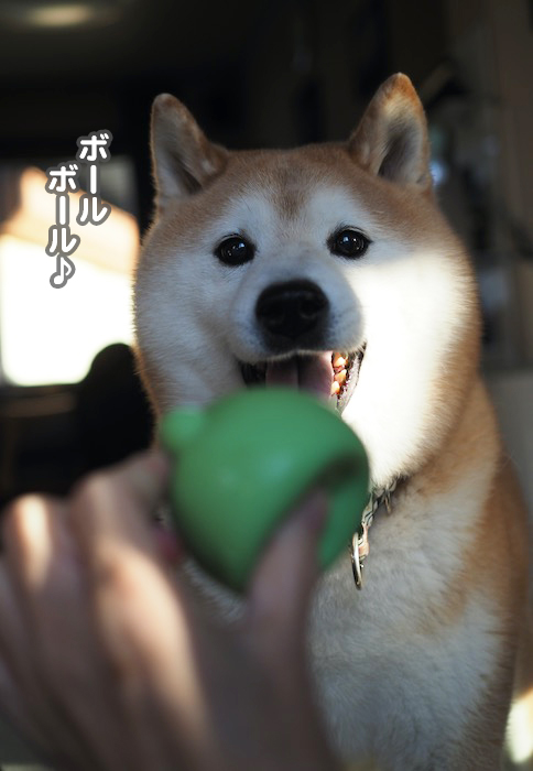 20日夕ブログ８