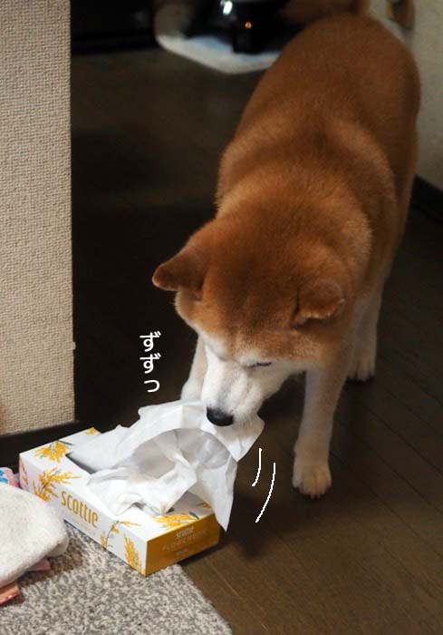 10日夕ブログ５