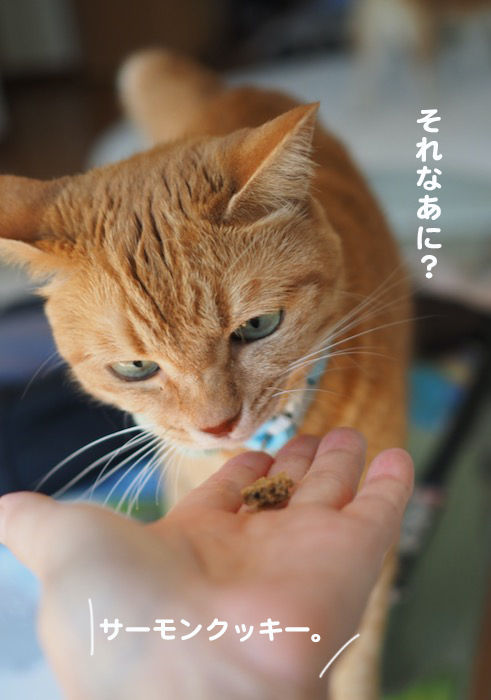 13日夕ブログ８