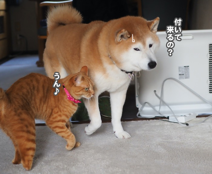 14日夕ブログ６