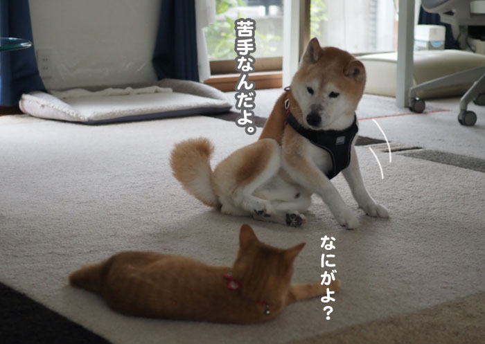 4日夕ブログ１０