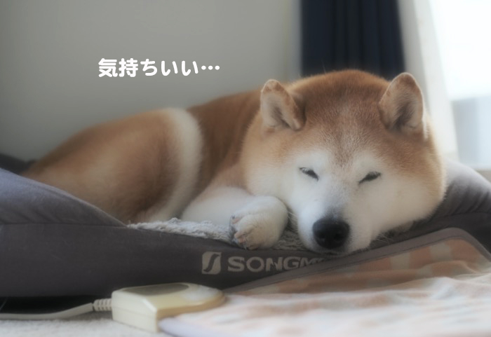 31日夕ブログ３