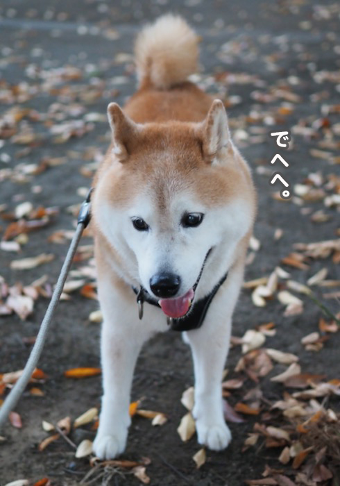 25日夕ブログ４