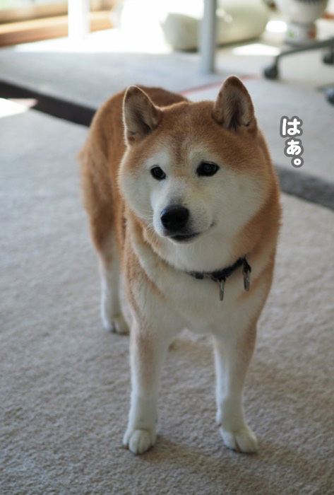 19日ブログ８