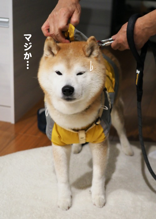 30日ブログ６