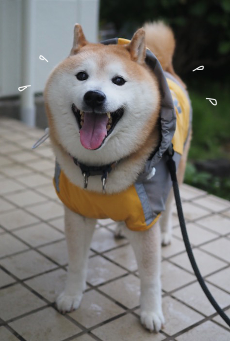 11日夕ブログ５