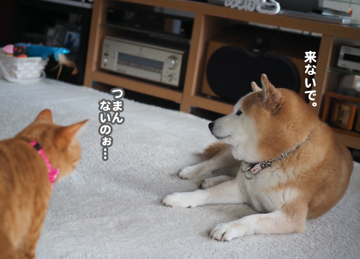 14日夕ブログ１６