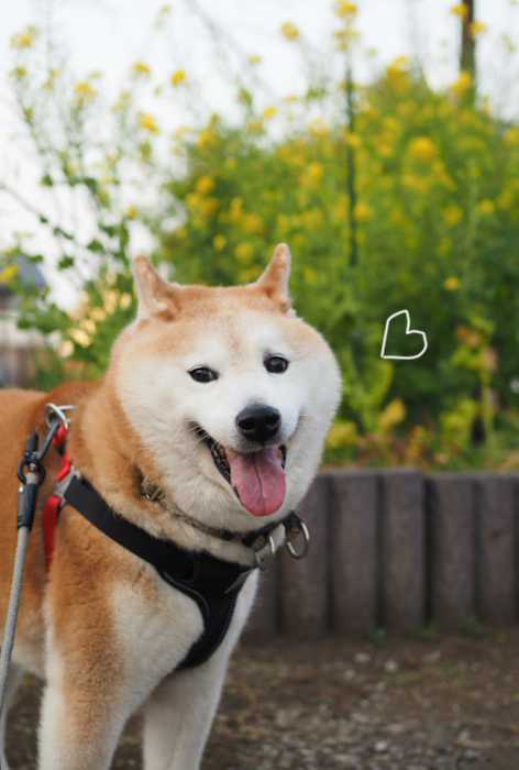 26日夕ブログ3