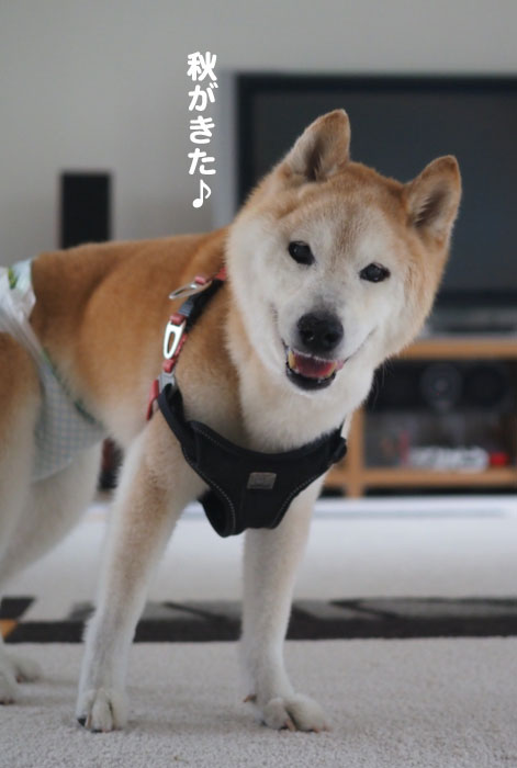 14日夕ブログ４