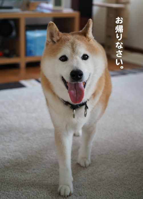 11日夕ブログ4