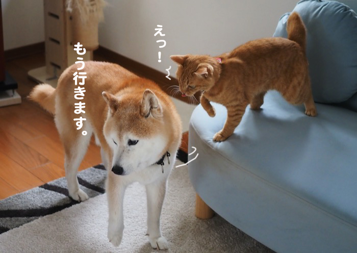 13日夕ブログ１１