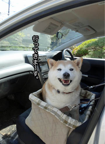 ドライブボックスを試してみました 湘南凸凹柴wan日記 Powered By ライブドアブログ