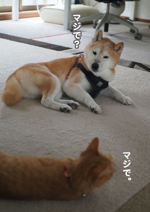 4日夕ブログ５