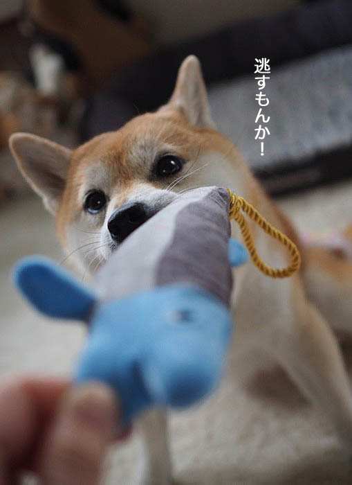 22日夜ブログ６