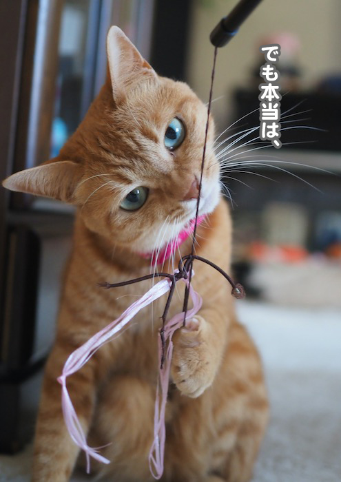 18日夕ブログ６