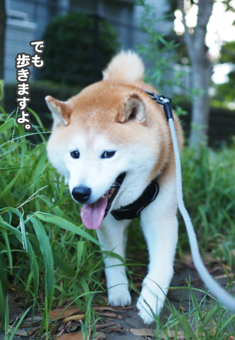 2日夕ブログ５