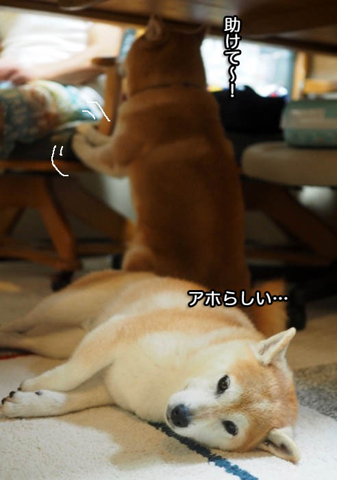 23日夕ブログ６