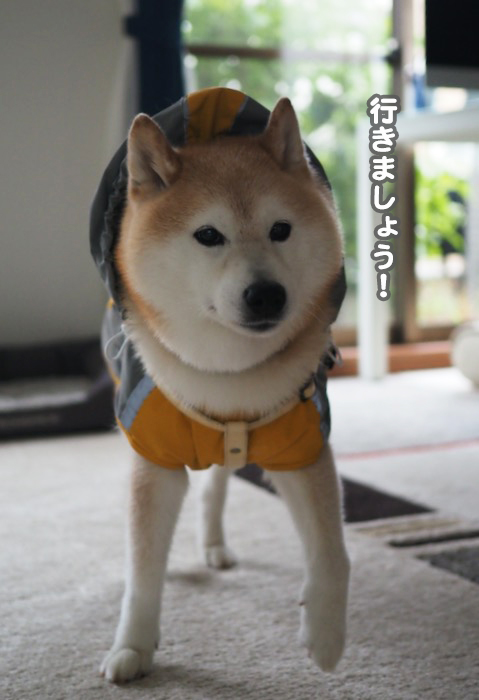13日夕ブログ３