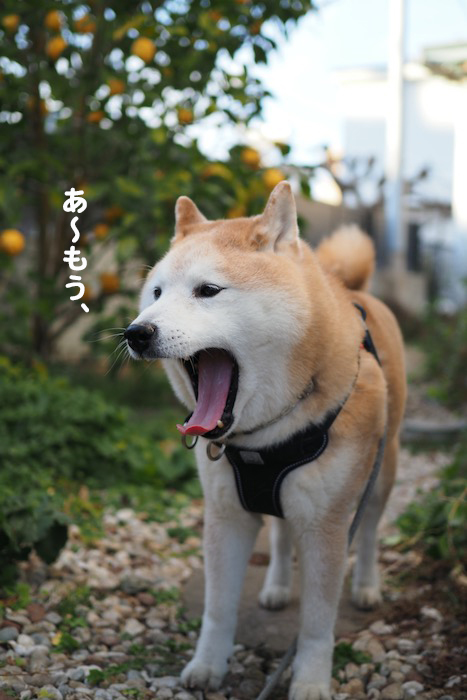 20日夕ブログ５