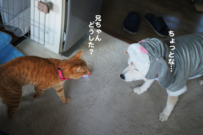 16日夕ブログ７
