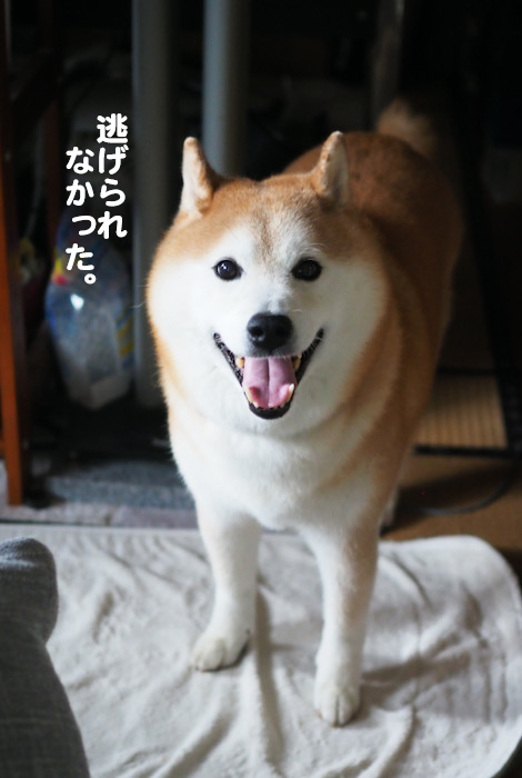 26日夕ブログ４