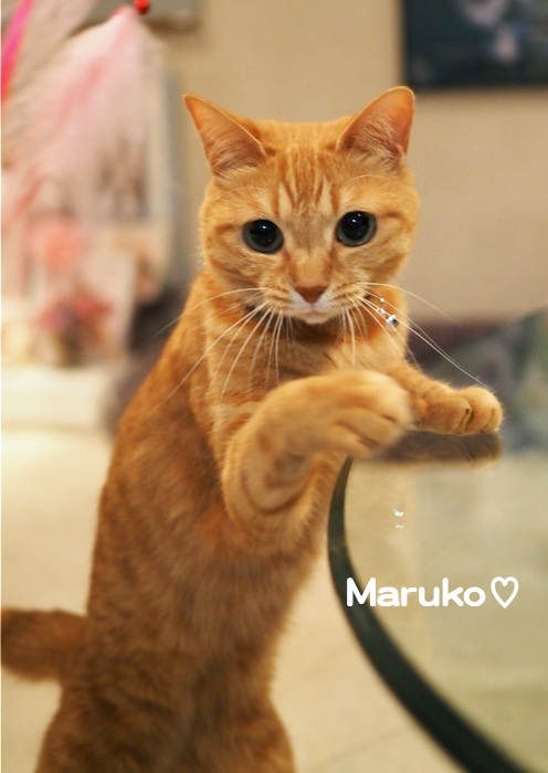27日夕ブログ７
