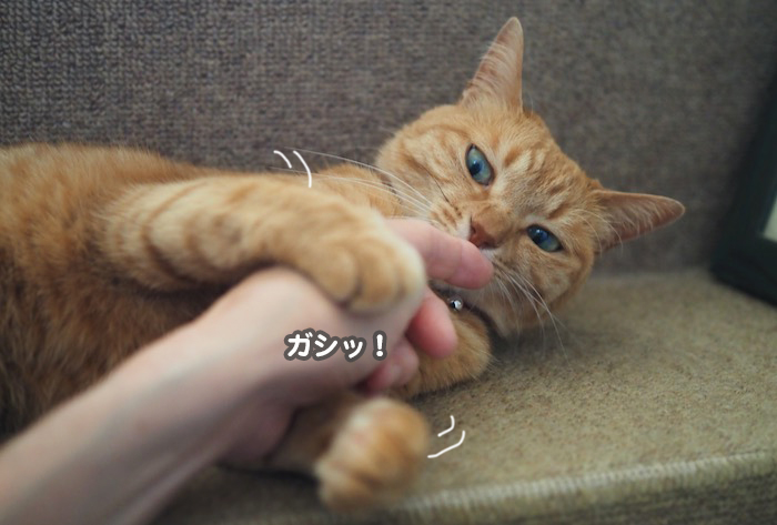 16日夕ブログ4