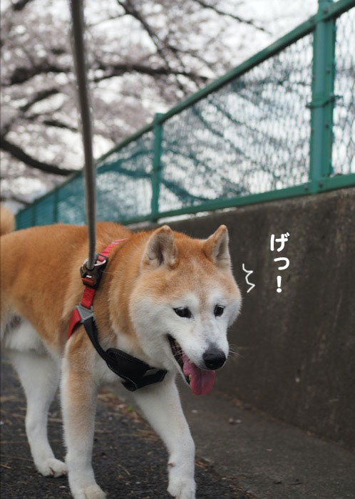 30日夕ブログ３