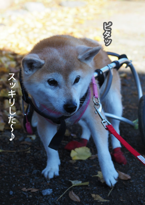 16日夕ブログ７