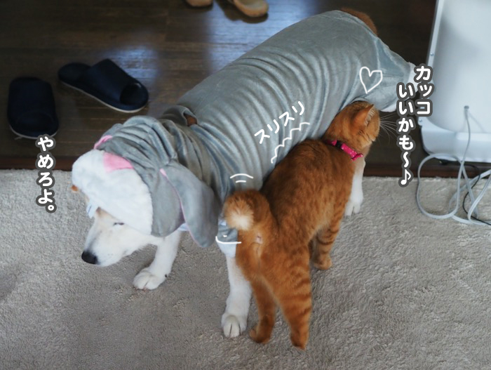 16日夕ブログ９
