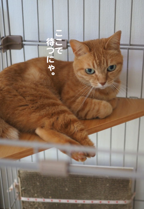 11日夕ブログ５