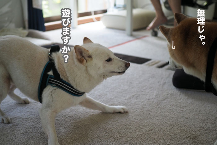 10日夕ブログ５