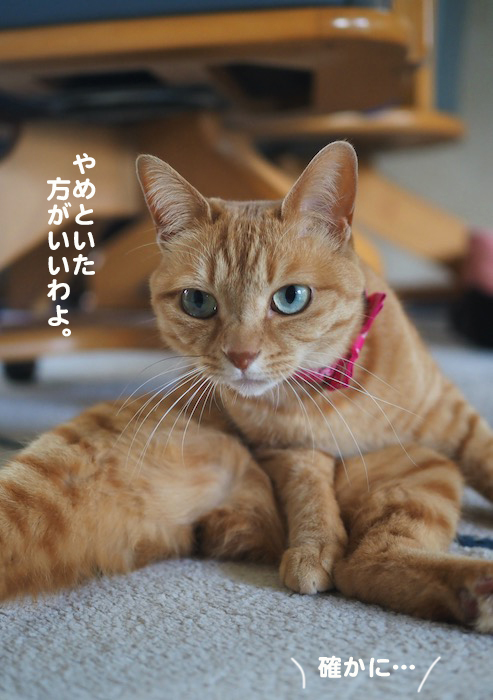 3日夕ブログ6